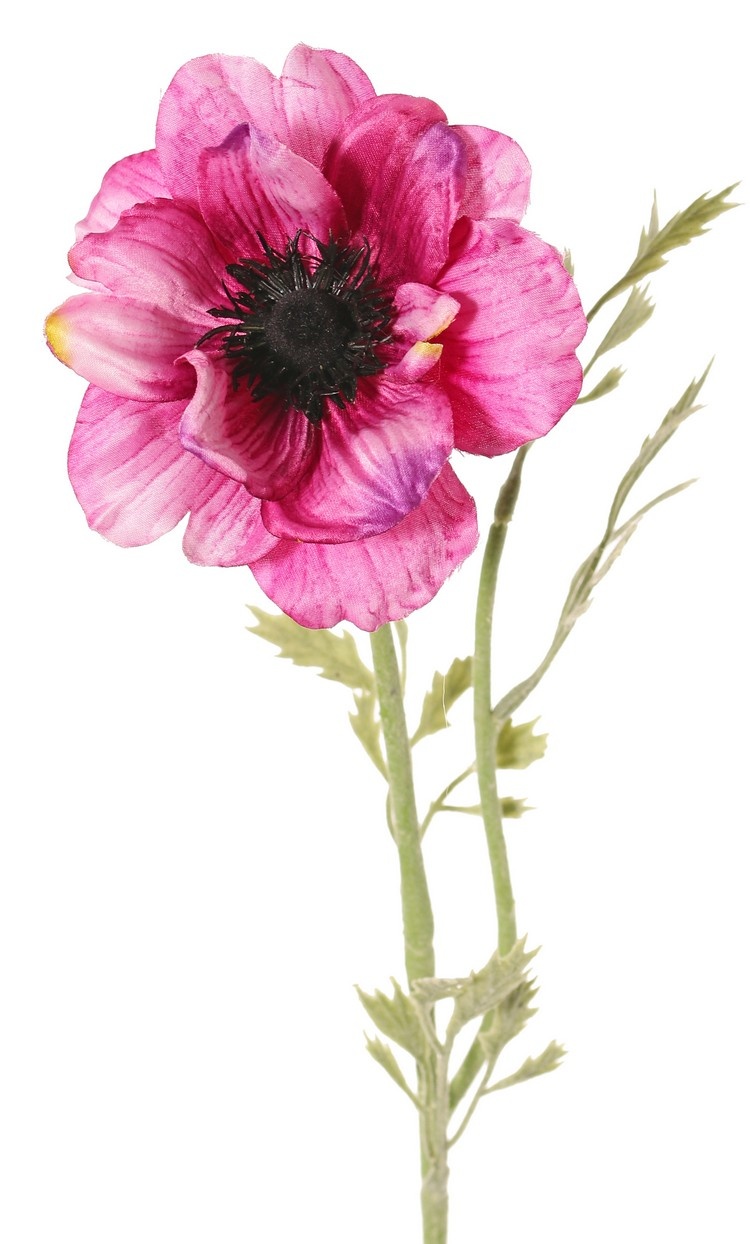 Anemone 'Nora', Ø 10 cm & 4 sets of leaves, 53 cm