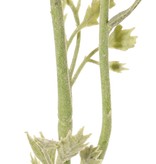 Anemoon (Anemone) 'Nora' , Ø 10 cm & 4 bladtoeven, 53 cm