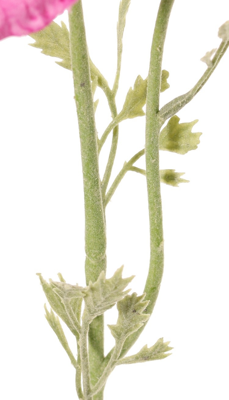 Anemoon (Anemone) 'Nora' , Ø 10 cm & 4 bladtoeven, 53 cm