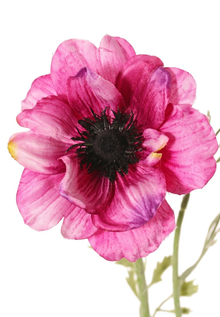 Anemone 'Nora' , Ø 10 cm & 4 Blattsets, 53 cm