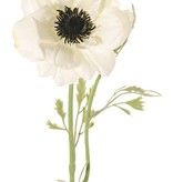 Anemoon (Anemone) 'Nora' , Ø 10 cm & 4 bladtoeven, 53 cm