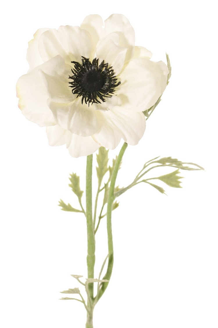 Anemoon (Anemone) 'Nora' , Ø 10 cm & 4 bladtoeven, 53 cm