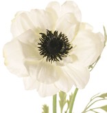 Anemoon (Anemone) 'Nora' , Ø 10 cm & 4 bladtoeven, 53 cm