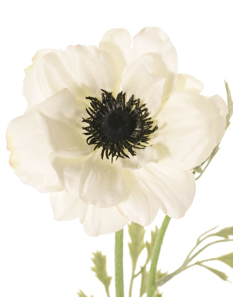 Anemoon (Anemone) 'Nora' , Ø 10 cm & 4 bladtoeven, 53 cm