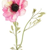 Anemone 'Nora', Ø 10 cm & 4 sets of leaves, 53 cm