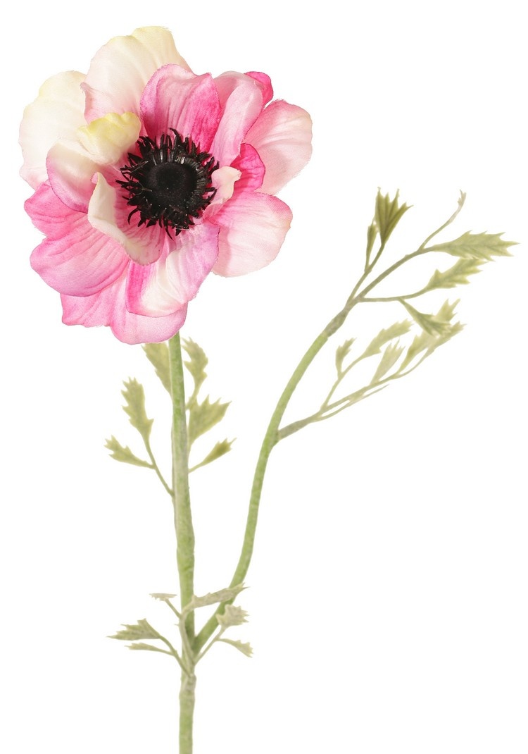 Anemoon (Anemone) 'Nora' , Ø 10 cm & 4 bladtoeven, 53 cm