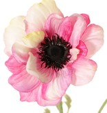 Anemone 'Nora', Ø 10 cm & 4 sets of leaves, 53 cm