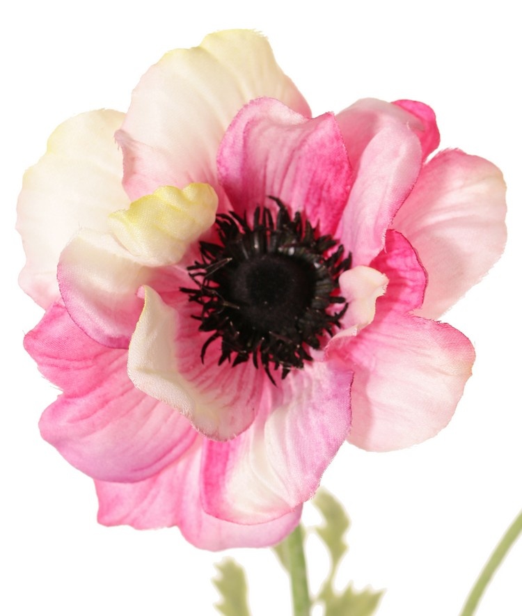 Anemone 'Nora' , Ø 10 cm & 4 Blattsets, 53 cm