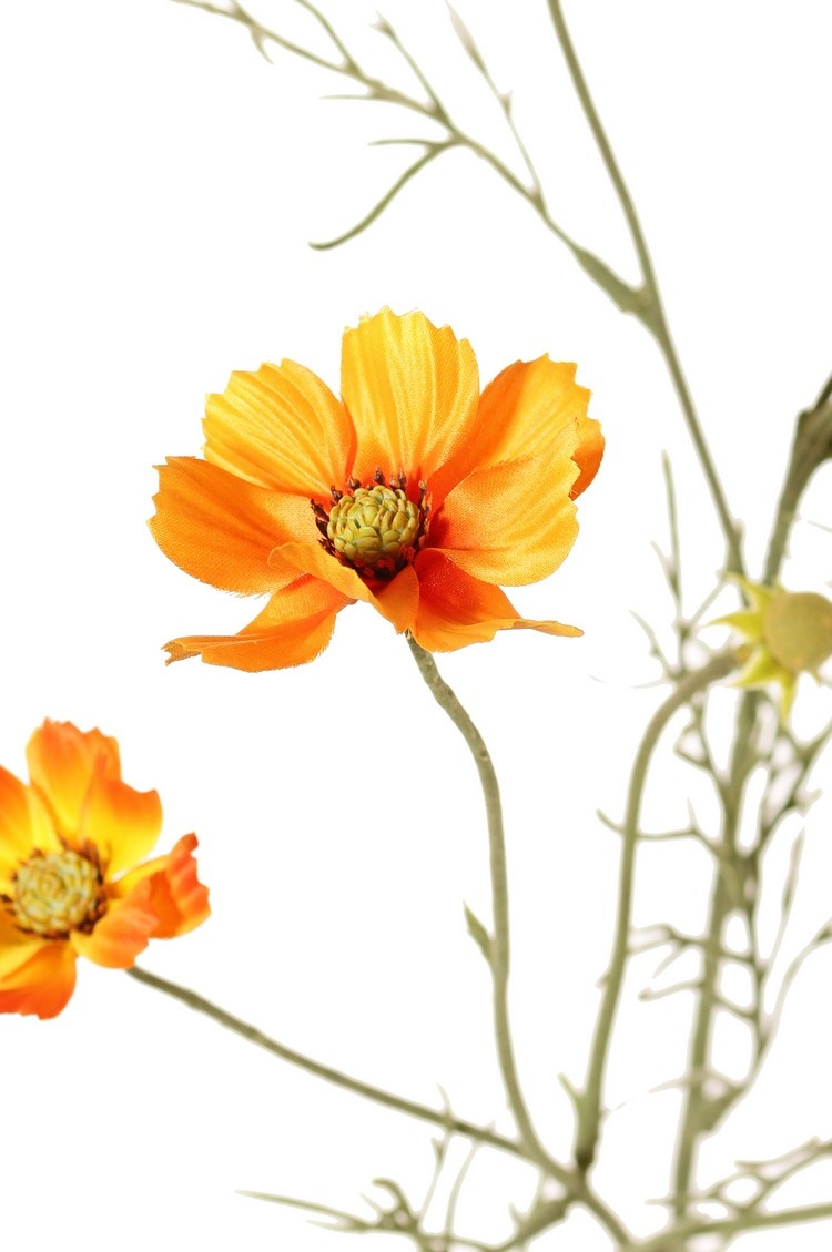 Cosmea (Cosmos bipinnatus) met 5 bloemen (3x Ø 7 cm, 2x 5 cm), 3 knoppen & 7 bladtoeven, 72 cm