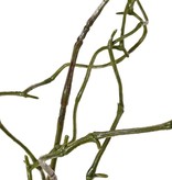 Salix branch (willow) small, 2 x branched, coated, 74 cm