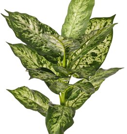 Dieffenbachia with 16 polyester leaves, Ø 30 cm, H. 40 cm - fire retardant