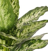 Dieffenbachia met 16 polyester bladeren, Ø 30 cm, H. 40 cm - brandvertragend