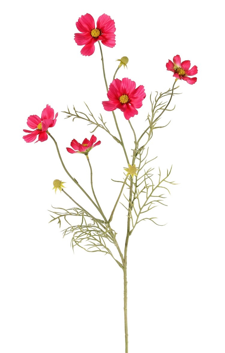Cosmea, Schmuckkörbchen (Cosmos bipinnatus) mit 5 Blüten (3x Ø 7 cm, 2x 5 cm), 3 Knospen & 7 Blattbüscheln, 72 cm