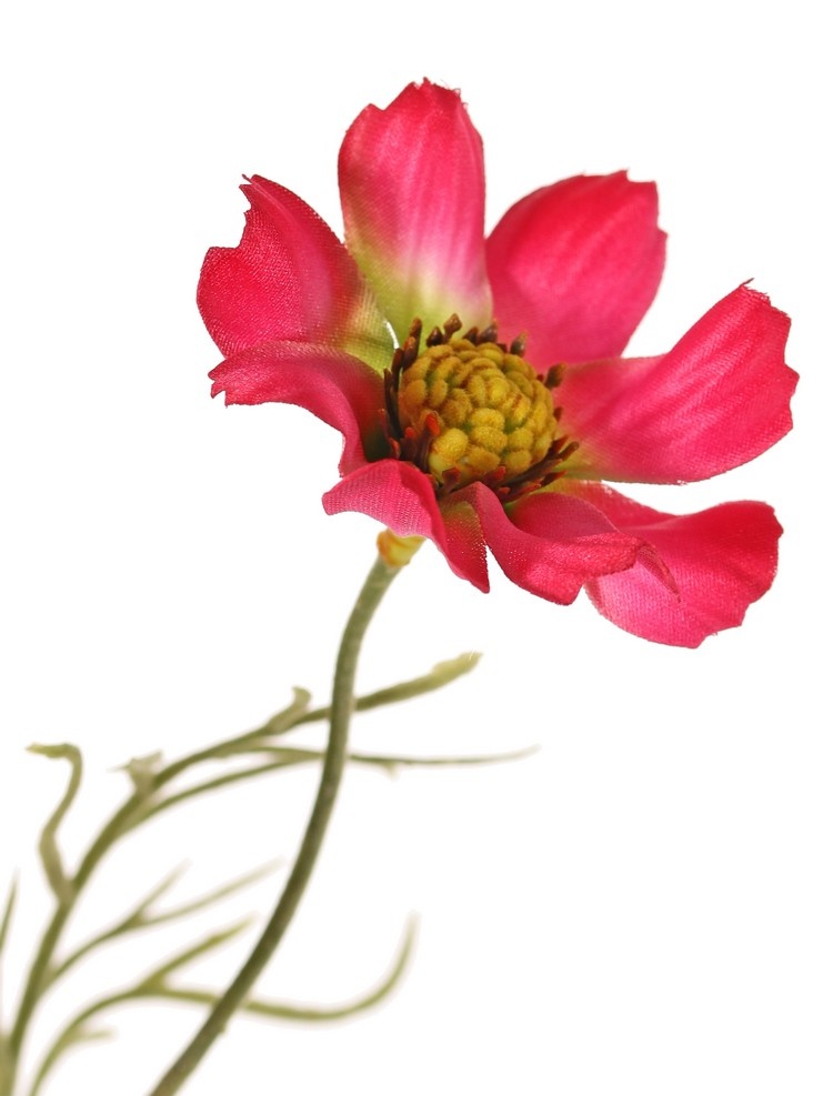 Cosmea, Schmuckkörbchen (Cosmos bipinnatus) mit 5 Blüten (3x Ø 7 cm, 2x 5 cm), 3 Knospen & 7 Blattbüscheln, 72 cm