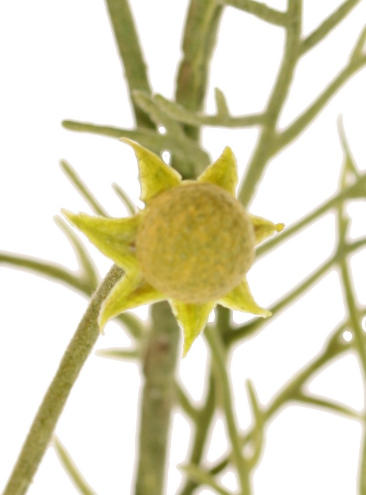 Cosmea, Schmuckkörbchen (Cosmos bipinnatus) mit 5 Blüten (3x Ø 7 cm, 2x 5 cm), 3 Knospen & 7 Blattbüscheln, 72 cm