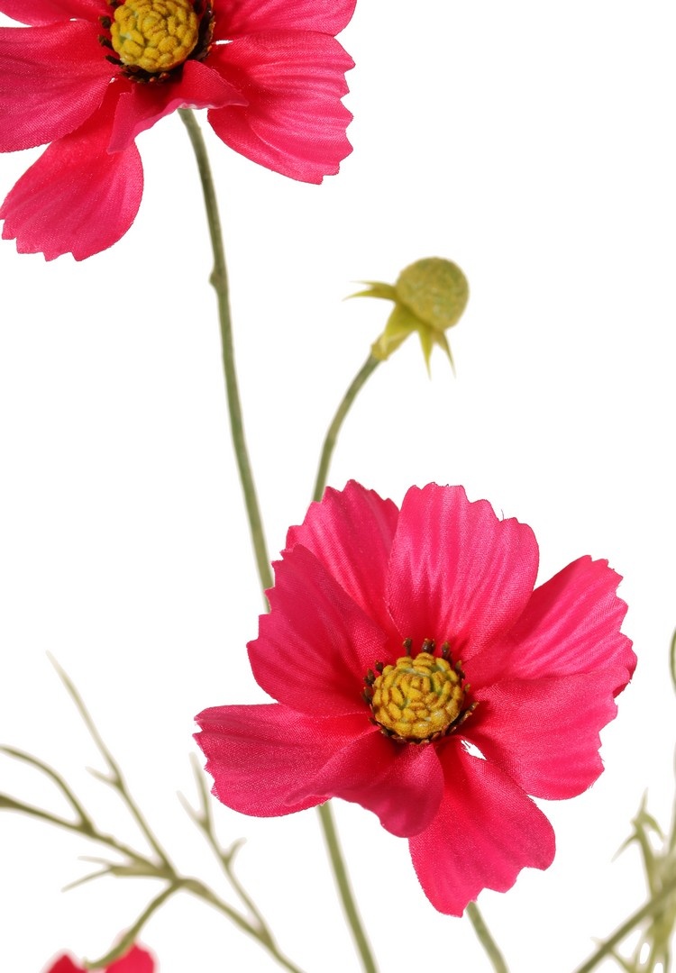 Cosmea, Schmuckkörbchen (Cosmos bipinnatus) mit 5 Blüten (3x Ø 7 cm, 2x 5 cm), 3 Knospen & 7 Blattbüscheln, 72 cm