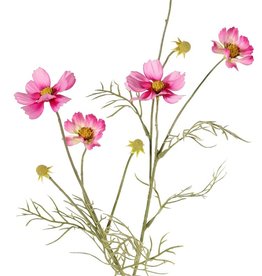 Cosmea (Cosmos bipinnatus) with 5 flowers (3x Ø 7 cm, 2x 5 cm), 3 buds & 7 leaf tufts, 72 cm