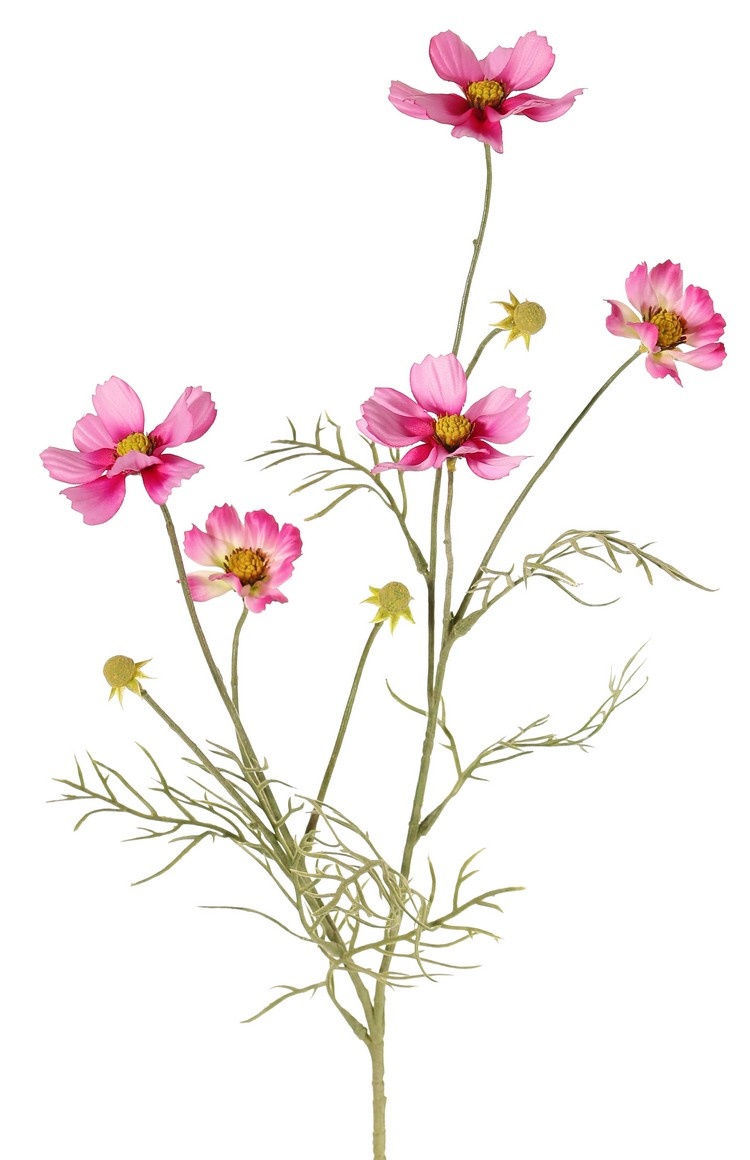 Cosmea (Cosmos bipinnatus) met 5 bloemen (3x Ø 7 cm, 2x 5 cm), 3 knoppen & 7 bladtoeven, 72 cm