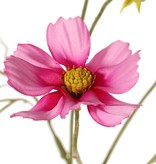 Cosmea (Cosmos bipinnatus) met 5 bloemen (3x Ø 7 cm, 2x 5 cm), 3 knoppen & 7 bladtoeven, 72 cm