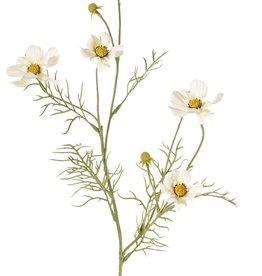 Cosmea (Cosmos bipinnatus) con 5 flores (3x Ø 7 cm, 2x 5 cm), 3 capullos y 7 matas de hojas, 72 cm