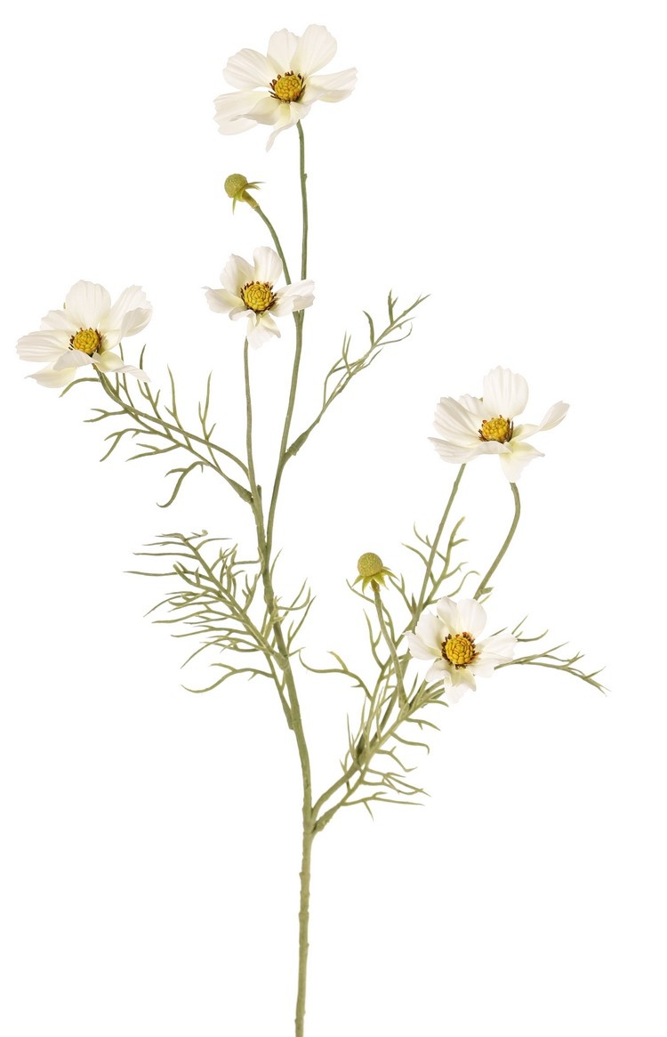 Cosmea (Cosmos bipinnatus) con 5 flores (3x Ø 7 cm, 2x 5 cm), 3 capullos y 7 matas de hojas, 72 cm