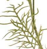 Cosmea (Cosmos bipinnatus) con 5 flores (3x Ø 7 cm, 2x 5 cm), 3 capullos y 7 matas de hojas, 72 cm