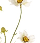 Cosmea (Cosmos bipinnatus) con 5 flores (3x Ø 7 cm, 2x 5 cm), 3 capullos y 7 matas de hojas, 72 cm
