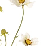 Cosmea, Schmuckkörbchen (Cosmos bipinnatus) mit 5 Blüten (3x Ø 7 cm, 2x 5 cm), 3 Knospen & 7 Blattbüscheln, 72 cm