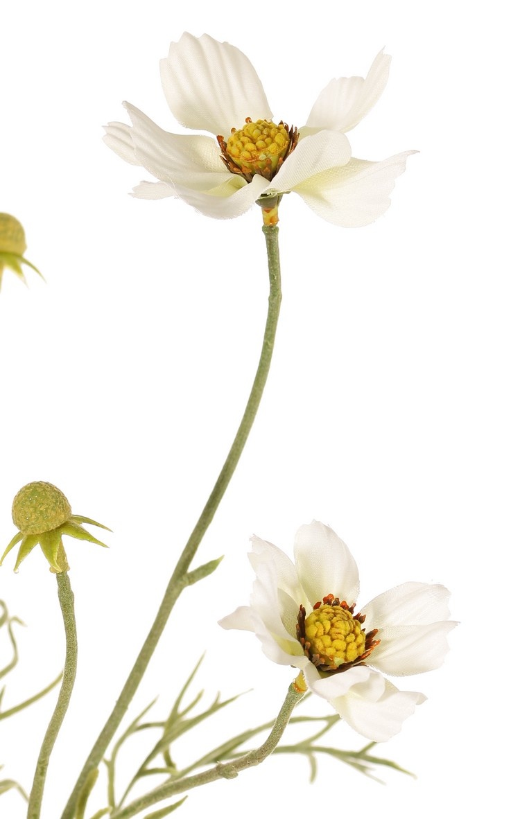 Cosmea (Cosmos bipinnatus) con 5 flores (3x Ø 7 cm, 2x 5 cm), 3 capullos y 7 matas de hojas, 72 cm