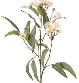 Eucalyptustak (Gomboom) bloeiend, 4x vertakt met 16 bloemen, 7 knoppen & 15 bladeren, 100 cm
