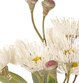 Eucalyptustak (Gomboom) bloeiend, 4x vertakt met 16 bloemen, 7 knoppen & 15 bladeren, 100 cm