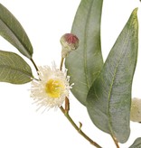 Eucalyptustak (Gomboom) bloeiend, 4x vertakt met 16 bloemen, 7 knoppen & 15 bladeren, 100 cm