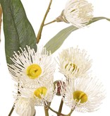 Eucalyptustak (Gomboom) bloeiend, 4x vertakt met 16 bloemen, 7 knoppen & 15 bladeren, 100 cm