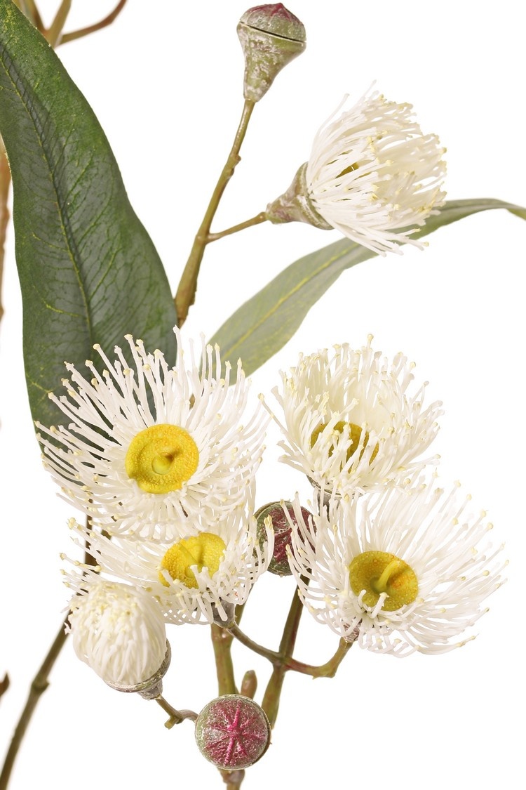 Eucalyptustak (Gomboom) bloeiend, 4x vertakt met 16 bloemen, 7 knoppen & 15 bladeren, 100 cm