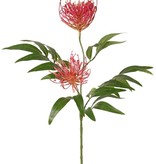 Grevillea, 2 flores, (Ø 10 cm / Ø 8 cm) & 25 hojas, 76 cm