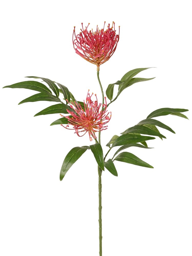 Grevillea, 2 flores, (Ø 10 cm / Ø 8 cm) & 25 hojas, 76 cm