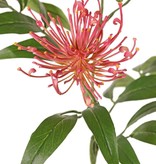 Grevillea, 2 flores, (Ø 10 cm / Ø 8 cm) & 25 hojas, 76 cm