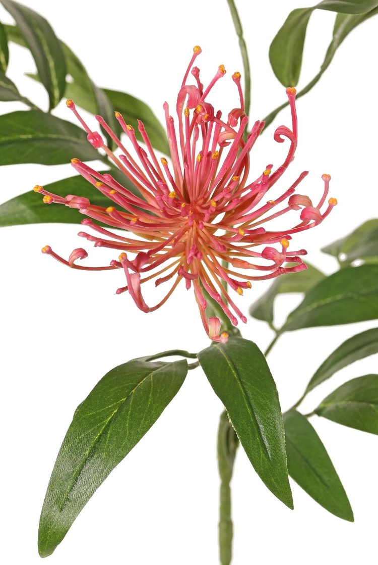 Grevillea, 2 flores, (Ø 10 cm / Ø 8 cm) & 25 hojas, 76 cm