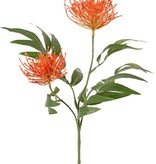 Grevillea (Silbereiche), 2 Blüten (Ø 10 cm / Ø 8 cm) & 25 Blätter, 76 cm