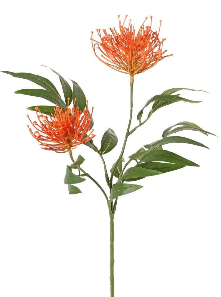 Grevillea, 2 flores, (Ø 10 cm / Ø 8 cm) & 25 hojas, 76 cm