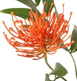 Grevillea (Silbereiche), 2 Blüten (Ø 10 cm / Ø 8 cm) & 25 Blätter, 76 cm