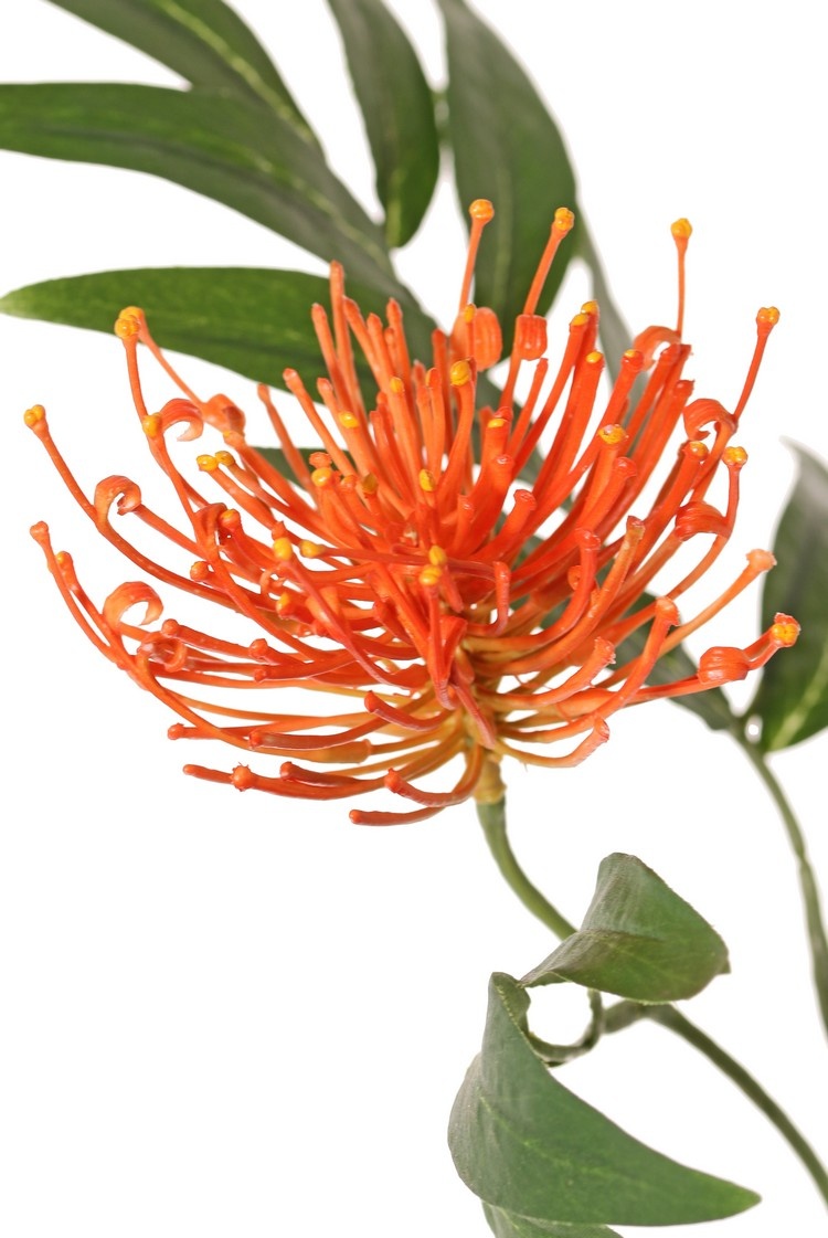Grevillea, 2 flores, (Ø 10 cm / Ø 8 cm) & 25 hojas, 76 cm