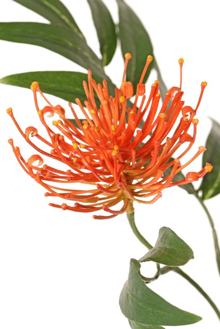 Grevillea (spider flowers), 2 flowers (Ø 10 cm / Ø 8 cm) & 25 leaves, 76 cm