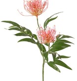 Grevillea (Silbereiche), 2 Blüten (Ø 10 cm / Ø 8 cm) & 25 Blätter, 76 cm