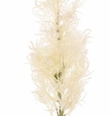 Smoke tree (Cotinus) with one seed head (27 x 10 cm), 68 cm