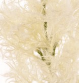 Smoke tree (Cotinus) with one seed head (27 x 10 cm), 68 cm