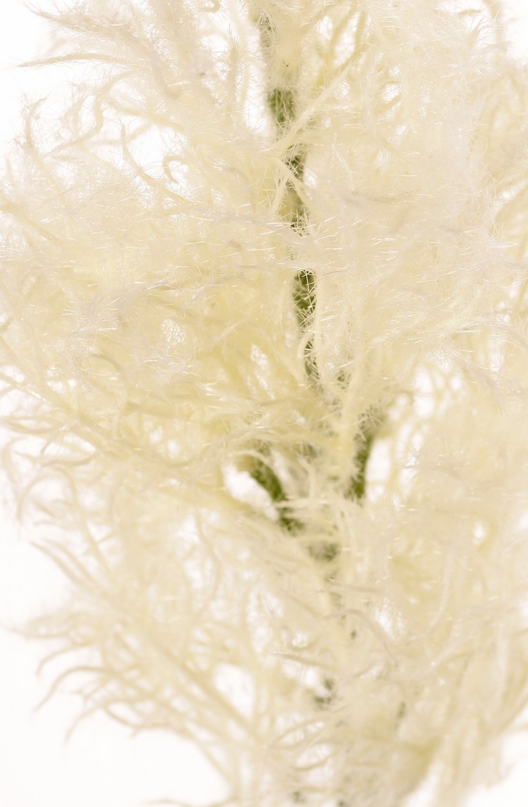 Smoke tree (Cotinus) with one seed head (27 x 10 cm), 68 cm