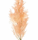 Pruikenboom (Cotinus) met 1 pluim (geflockt, 27 x 10 cm), geen blad, 68 cm