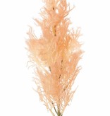 Smoke tree (Cotinus) with one seed head (27 x 10 cm), 68 cm