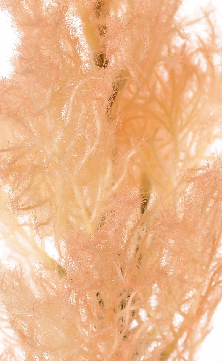 Smoke tree (Cotinus) with one seed head (27 x 10 cm), 68 cm